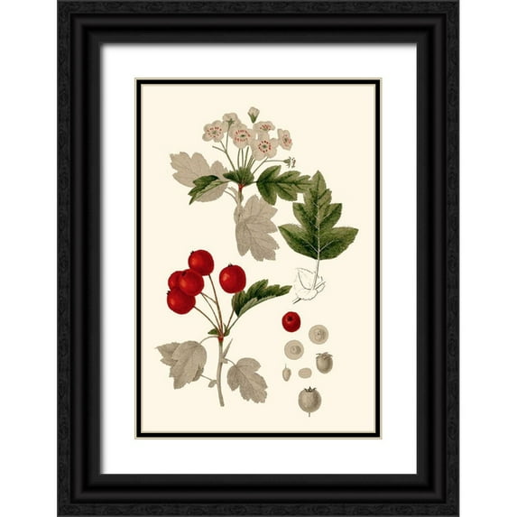 Vision Studio 23x32 Black Ornate Wood Framed with Double Matting Museum Art Print Titled - Leaves And Berries III