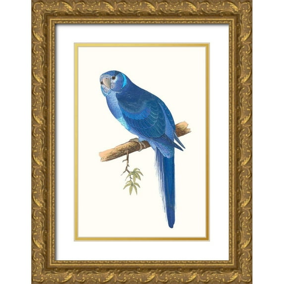 Vision Studio 23x32 Gold Ornate Wood Framed with Double Matting Museum Art Print Titled - Blue Parrots II