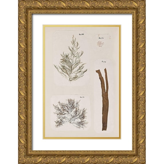 Vision Studio 23x32 Gold Ornate Wood Framed with Double Matting Museum Art Print Titled - Coral Collage IX