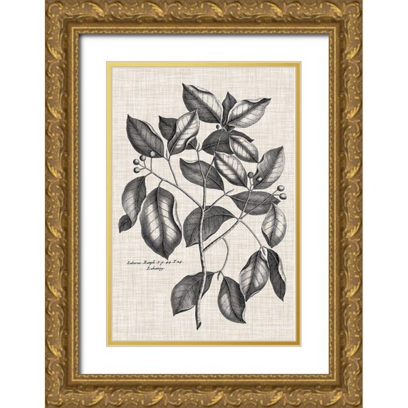Vision Studio 23x32 Gold Ornate Wood Framed with Double Matting Museum Art Print Titled - Custom Black And Oatmeal Linen Botanical VII