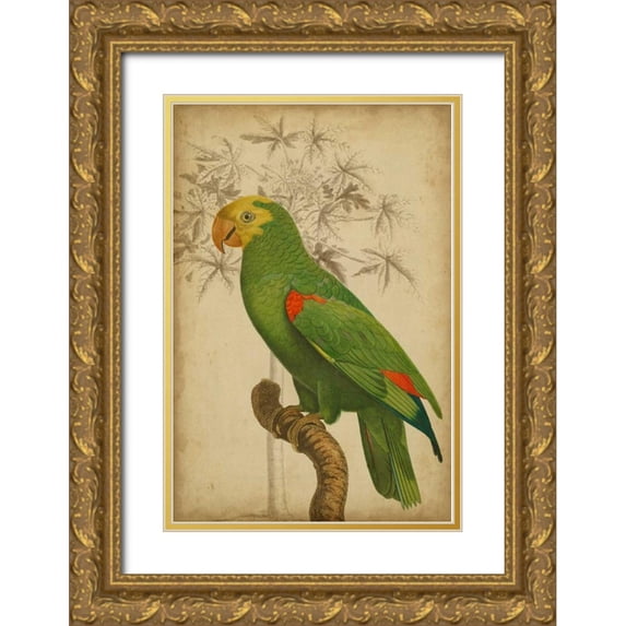 Vision Studio 23x32 Gold Ornate Wood Framed with Double Matting Museum Art Print Titled - Parrot and Palm III