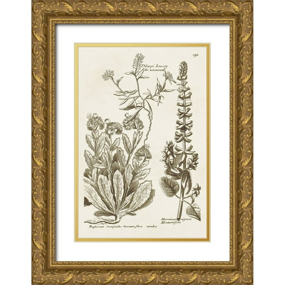 Vision Studio 23x32 Gold Ornate Wood Framed with Double Matting Museum Art Print Titled - Sepia Botanical Journal IV