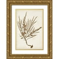 thumbnail image 1 of Vision Studio 23x32 Gold Ornate Wood Framed with Double Matting Museum Art Print Titled - Sepia Seaweed V, 1 of 4