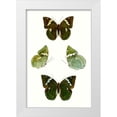thumbnail image 1 of Vision Studio  23x32 White Modern Wood Framed Museum Art Print Titled - Butterfly Specimen V, 1 of 4
