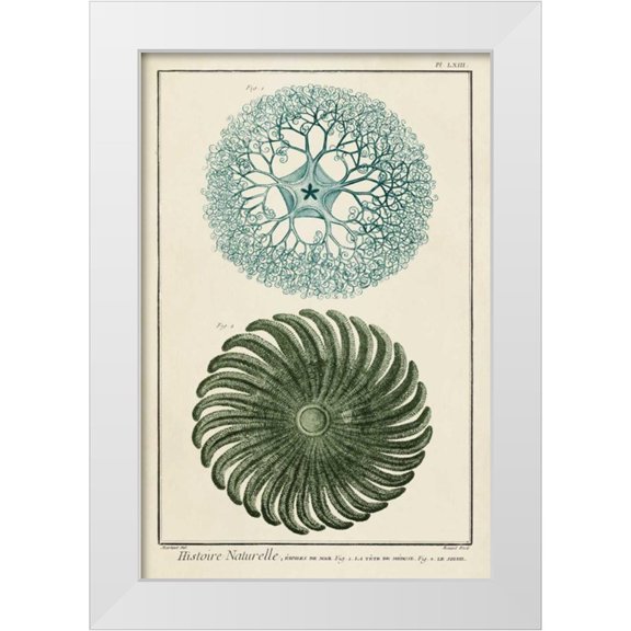 Vision Studio 23x32 White Modern Wood Framed Museum Art Print Titled - Ocean Oddity I