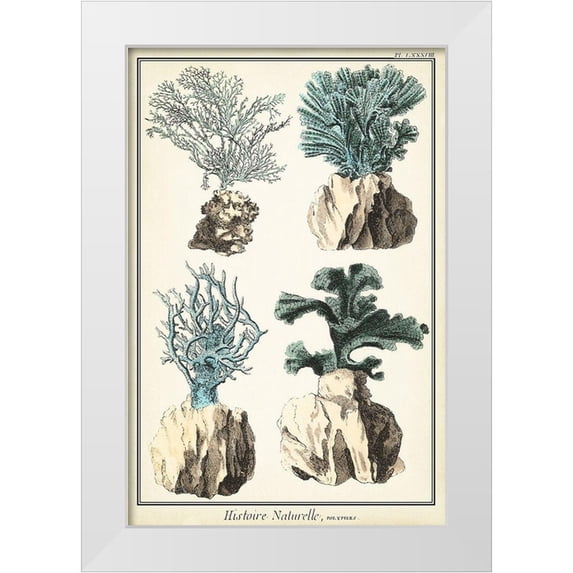 Vision Studio 23x32 White Modern Wood Framed Museum Art Print Titled - Oversize Coral Species III