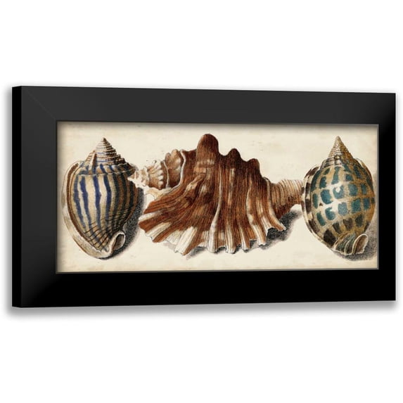 Vision Studio 24x13 Black Modern Framed Museum Art Print Titled - Shell Trio II