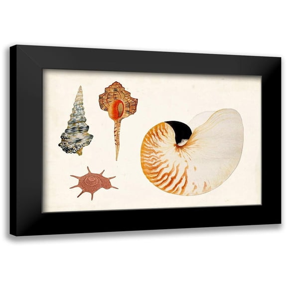Vision Studio 24x17 Black Modern Framed Museum Art Print Titled - Antique Shell Anthology I