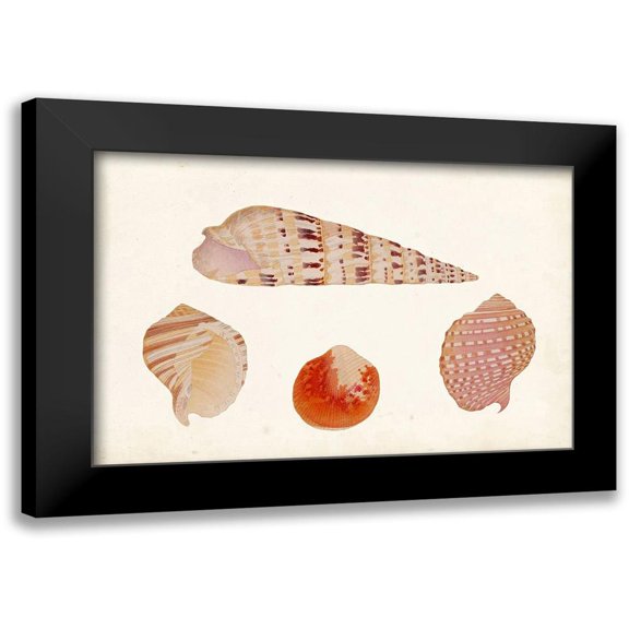 Vision Studio 24x17 Black Modern Framed Museum Art Print Titled - Antique Shell Anthology VII