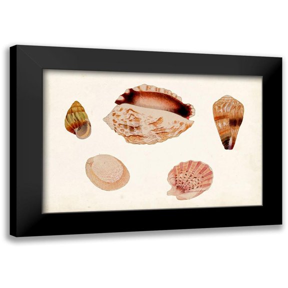 Vision Studio 24x17 Black Modern Framed Museum Art Print Titled - Antique Shell Anthology VI