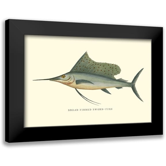Vision Studio 24x17 Black Modern Framed Museum Art Print Titled - Broad Finned Sword-Fish