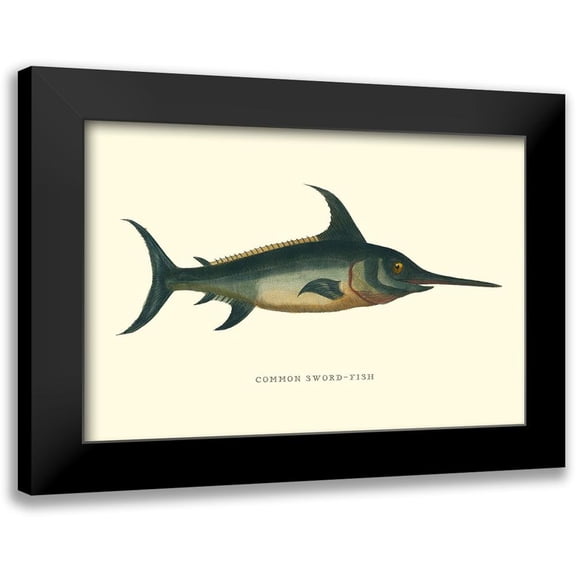 Vision Studio 24x17 Black Modern Framed Museum Art Print Titled - Common Sword-Fish