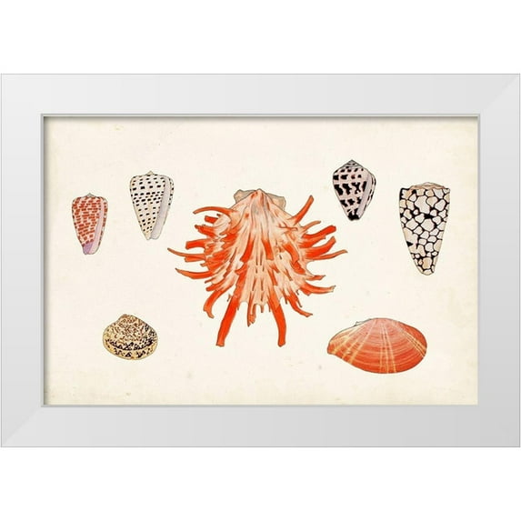 Vision Studio 24x17 White Modern Wood Framed Museum Art Print Titled - Antique Shell Anthology IV