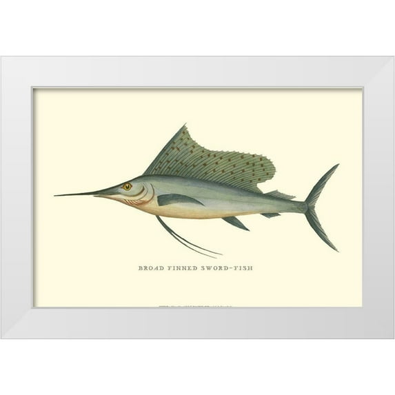 Vision Studio 24x17 White Modern Wood Framed Museum Art Print Titled - Broad Finned Sword-Fish