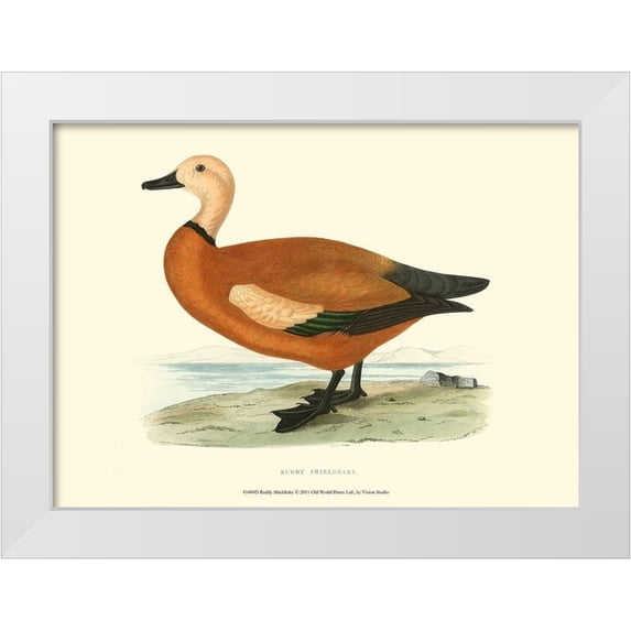 Vision Studio 24x19 White Modern Wood Framed Museum Art Print Titled - Ruddy Shieldrake