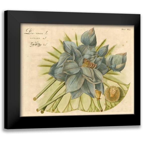 Vision Studio 24x20 Black Modern Framed Museum Art Print Titled - Blue Lotus Flower II