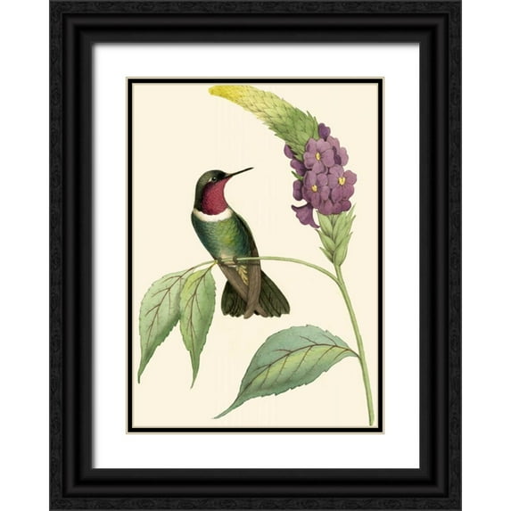 Vision Studio 24x32 Black Ornate Wood Framed with Double Matting Museum Art Print Titled - Delicate Hummingbird IV
