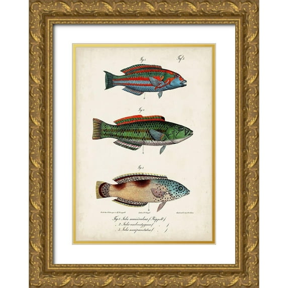 Vision Studio 24x32 Gold Ornate Wood Framed with Double Matting Museum Art Print Titled - Antique Fish Trio I