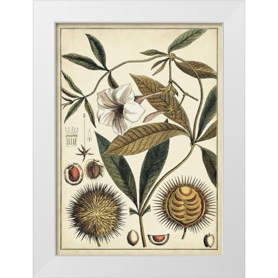 Vision Studio 24x32 White Modern Wood Framed Museum Art Print Titled - Ivory Botanical Study II