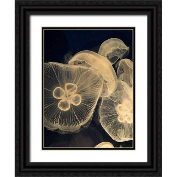 Vision Studio 25x32 Black Ornate Wood Framed with Double Matting Museum Art Print Titled - Graphic Jellyfish I