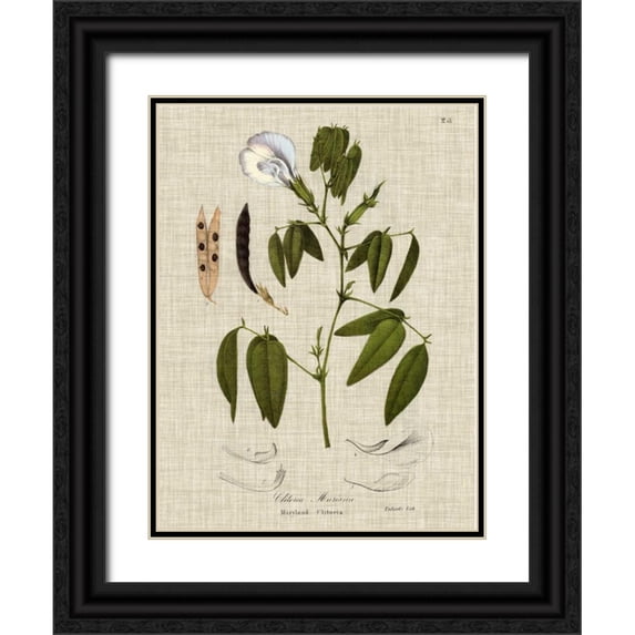 Vision Studio 25x32 Black Ornate Wood Framed with Double Matting Museum Art Print Titled - Linen and Leaves IV