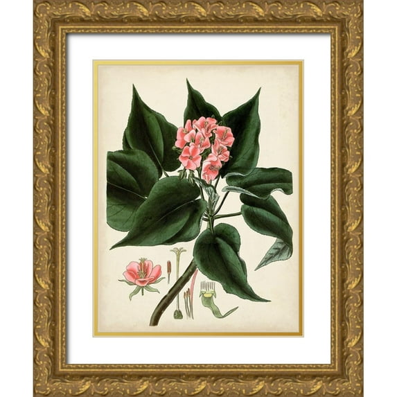 Vision Studio 25x32 Gold Ornate Wood Framed with Double Matting Museum Art Print Titled - Antique Foliage and Fruit V