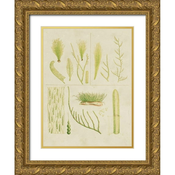 Vision Studio  25x32 Gold Ornate Wood Framed with Double Matting Museum Art Print Titled - Vintage Sea Grass VI