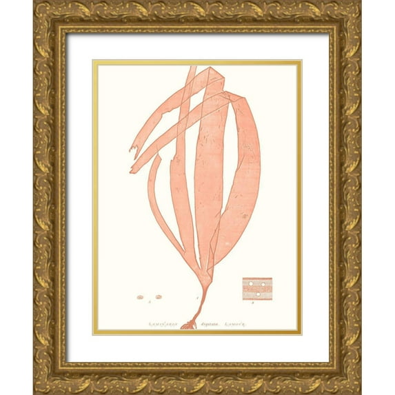 Vision Studio 25x32 Gold Ornate Wood Framed with Double Matting Museum Art Print Titled - Vivid Coral Seaweed I