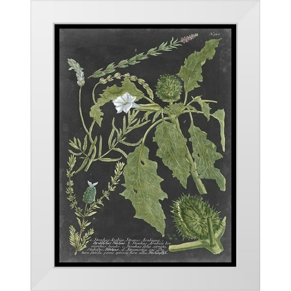 Vision Studio 25x32 White Modern Wood Framed Museum Art Print Titled - Dramatic Weinmann Greenery II