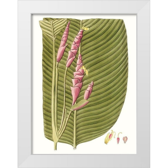 Vision Studio 25x32 White Modern Wood Framed Museum Art Print Titled - Leaves of the Tropics I