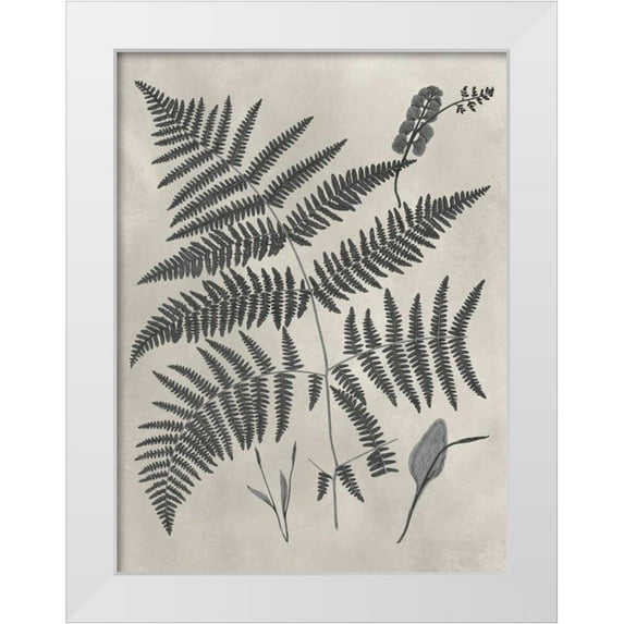Vision Studio 25x32 White Modern Wood Framed Museum Art Print Titled - Vintage Fern Study IV