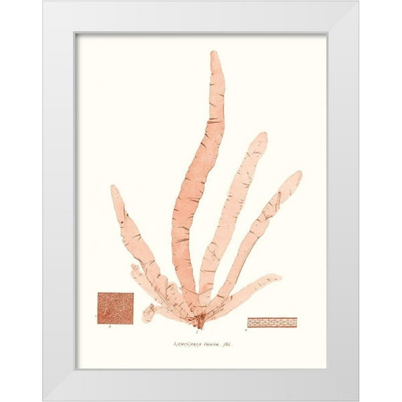 Vision Studio 25x32 White Modern Wood Framed Museum Art Print Titled - Vivid Coral Seaweed VI