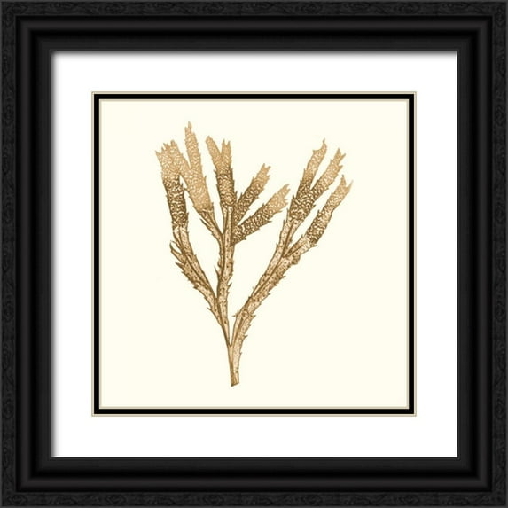 Vision Studio 26x26 Black Ornate Wood Framed with Double Matting Museum Art Print Titled - Seaweed Collection VIII