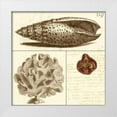 thumbnail image 1 of Vision Studio 26x26 White Modern Wood Framed Museum Art Print Titled - Shell Classification II, 1 of 4