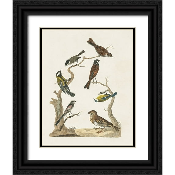 Vision Studio 26x32 Black Ornate Wood Framed with Double Matting Museum Art Print Titled - Antique Birds in Nature II