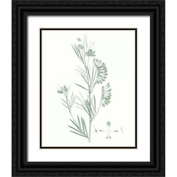 Vision Studio 26x32 Black Ornate Wood Framed with Double Matting Museum Art Print Titled - Botanical Study in Sage IX
