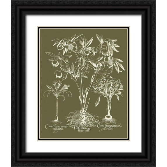 Vision Studio 26x32 Black Ornate Wood Framed with Double Matting Museum Art Print Titled - Custom Delicate Besler Botanical II
