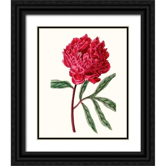 Vision Studio 26x32 Black Ornate Wood Framed with Double Matting Museum Art Print Titled - Roseate Blooms IV