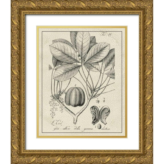 Vision Studio 26x32 Gold Ornate Wood Framed with Double Matting Museum Art Print Titled - Antique Black and White Botanical VI