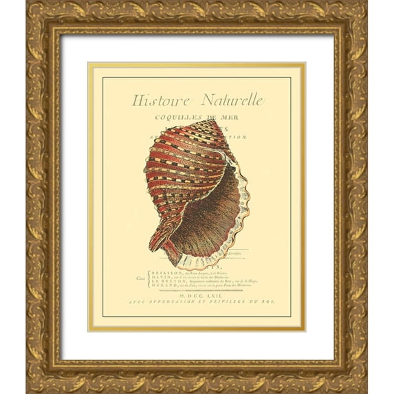 Vision Studio 26x32 Gold Ornate Wood Framed with Double Matting Museum Art Print Titled - Coquilles De Mer IV