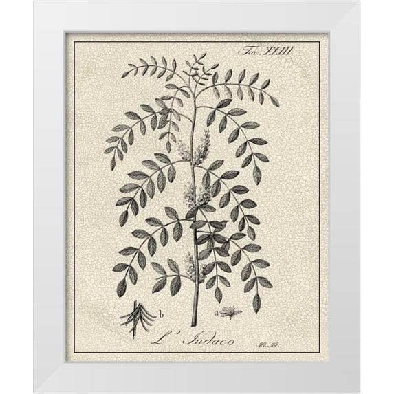 Vision Studio 26x32 White Modern Wood Framed Museum Art Print Titled - Antique Black and White Botanical IX