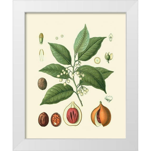 Vision Studio 26x32 White Modern Wood Framed Museum Art Print Titled - Botanical Glory III