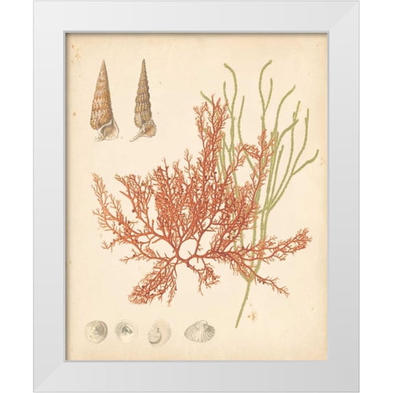 Vision Studio 26x32 White Modern Wood Framed Museum Art Print Titled - Coastal Relic III