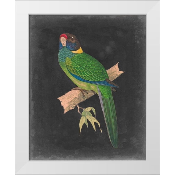 Vision Studio 26x32 White Modern Wood Framed Museum Art Print Titled - Dramatic Parrots II