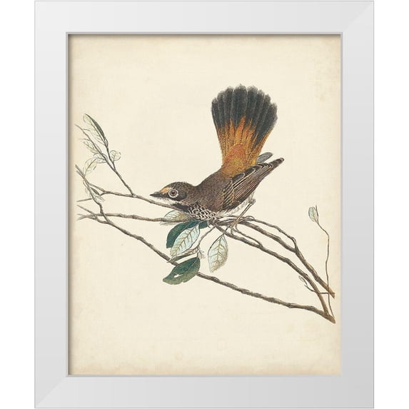 Vision Studio 26x32 White Modern Wood Framed Museum Art Print Titled - Graceful Birds II