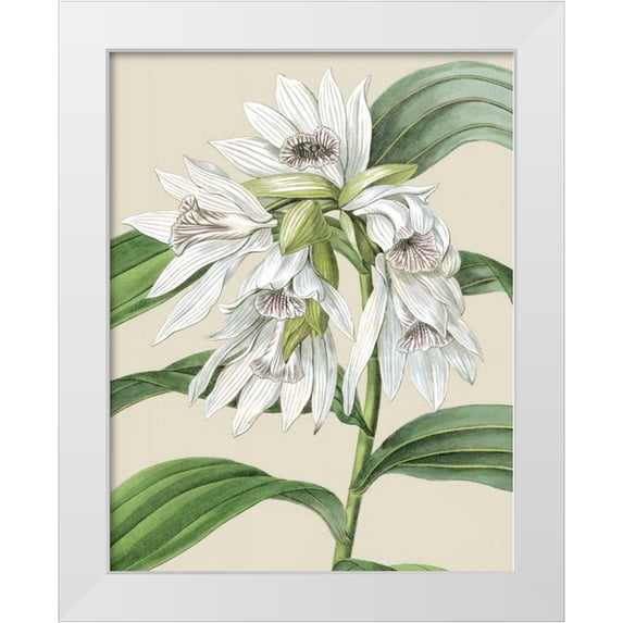 Vision Studio 26x32 White Modern Wood Framed Museum Art Print Titled - Orchid Blooms III