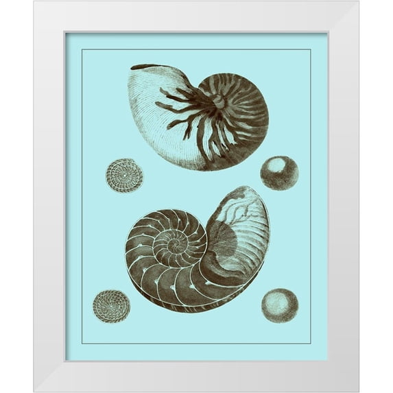 Vision Studio 26x32 White Modern Wood Framed Museum Art Print Titled - Tinted Shells on Aqua I