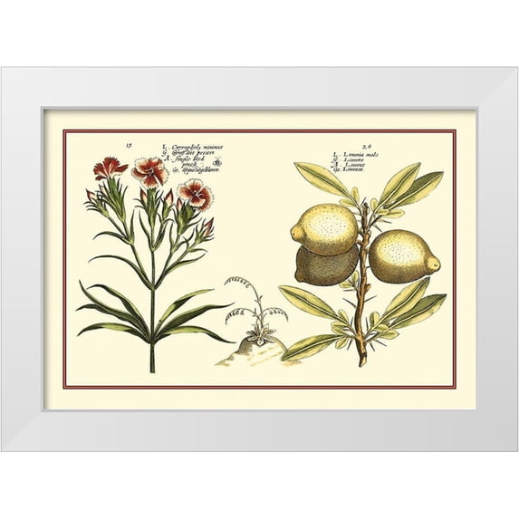 Vision Studio 32x23 White Modern Wood Framed Museum Art Print Titled - Garden Botanica IV