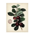 thumbnail image 1 of Vision Studio 'Antique Foliage and Fruit I' Canvas Art, 1 of 3