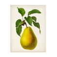 thumbnail image 1 of Vision Studio 'Antique Fruit VII' Canvas Art, 1 of 3